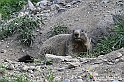 VBS_1 -  Plateau du Mont-Cenise, Grand Croix, Marmotte_-_0101 mt